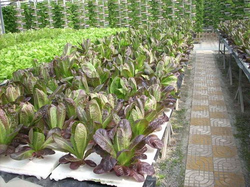 气雾栽培 海归厂二代引领农业革新，工厂种蔬菜一亩顶八亩