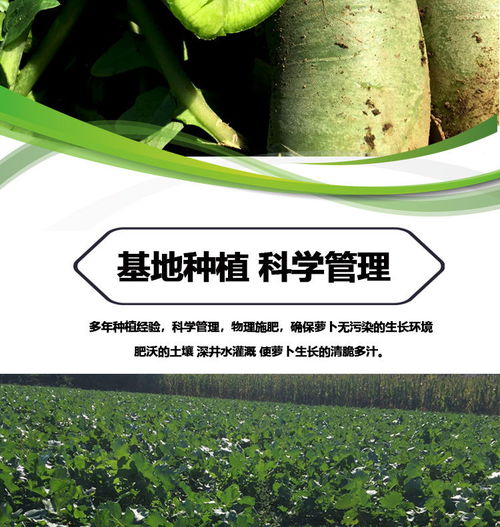 潍县青萝卜 孕期健康小帮手，新鲜脆甜的营养选择