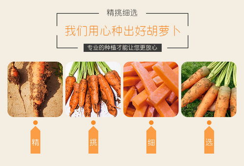 开封特产 新鲜现挖胡萝卜，沙土孕育的甘甜滋味